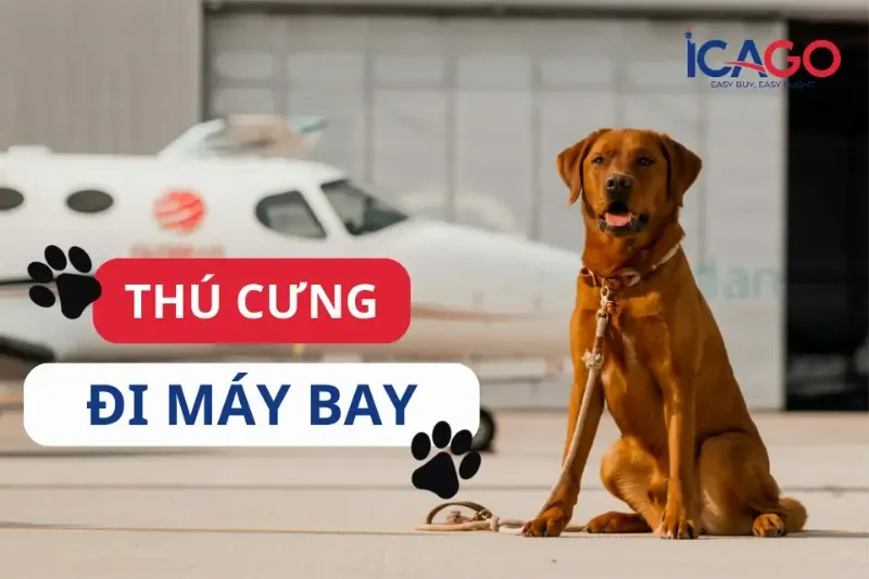 Những vật liệu cần thiết để làm đồ chơi len an toàn và hấp dẫn cho mèo cưng