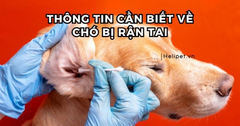 Ve Tai Ở Chó