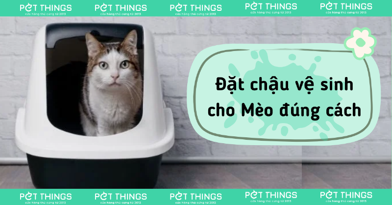 Vị trí đặt khay cát cho mèo