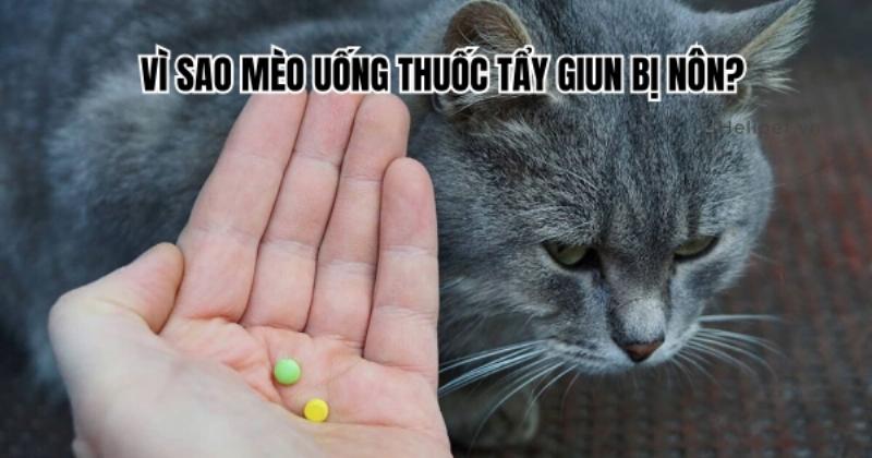Hình ảnh minh họa các dạng thuốc tẩy giun cho chó (viên, nước, nhỏ gáy), giúp người đọc hình dung các lựa chọn trong lịch xổ giun cho chó