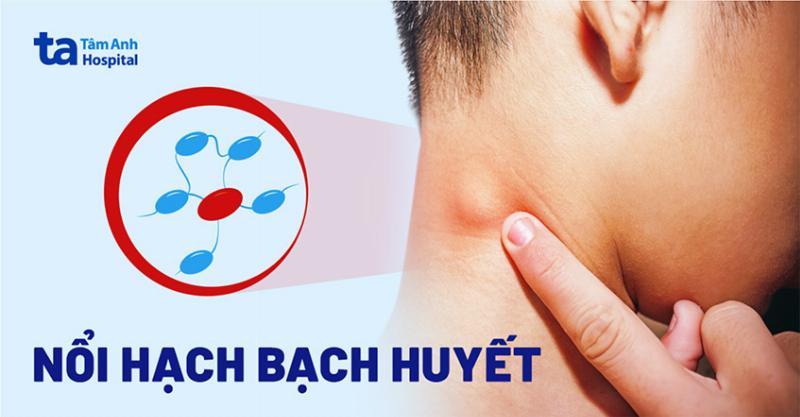 Virus giảm bạch cầu ở mèo dưới kính hiển vi, hình ảnh khoa học cho thấy cấu trúc nhỏ bé nhưng nguy hiểm.