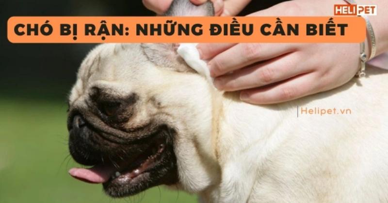 Vòng cổ trị ve chó đeo trên cổ chú chó đang vui vẻ