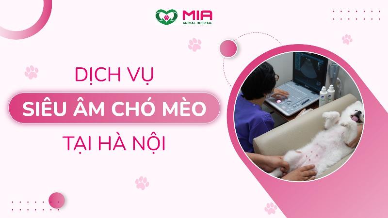 Hình ảnh bác sĩ thú y đang xem kết quả siêu âm thai mèo cùng chủ nuôi