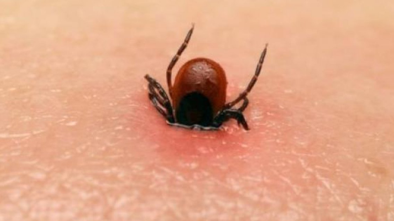Xử lý khi chó bị ve đốt