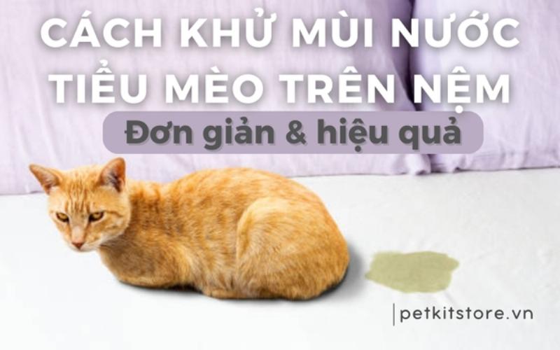 Xử lý vết bẩn do mèo đi bậy