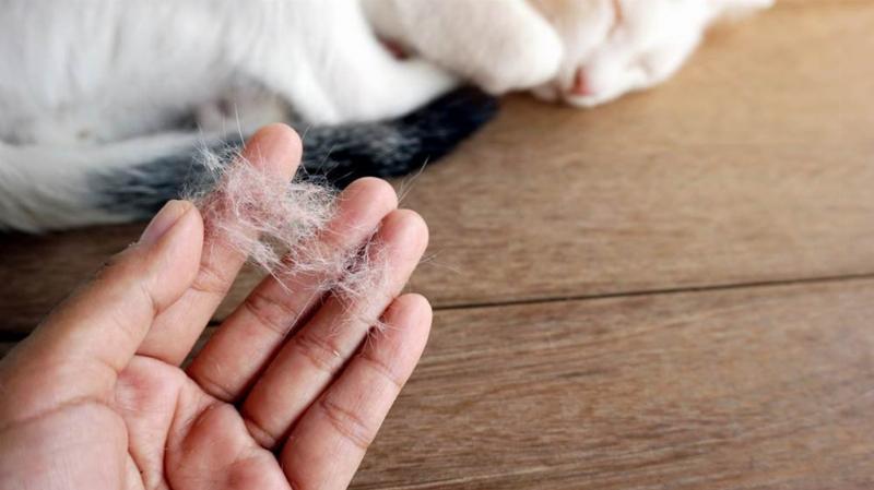 Tác hại của xúc xích đối với sức khỏe của mèo