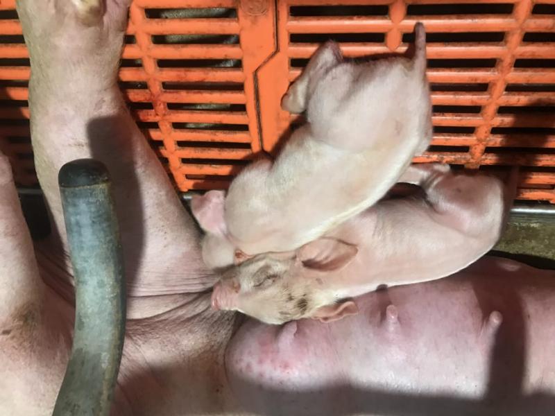 Hình ảnh minh họa các biện pháp an toàn sinh học trong trang trại lợn, bao gồm khử trùng, kiểm soát người ra vào, và cách ly.