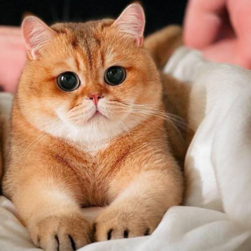 Ảnh mèo Anh lông ngắn với biểu cảm tò mò, đôi mắt nhìn chăm chú, thể hiện tính cách điềm tĩnh nhưng đáng yêu của giống mèo BSH.