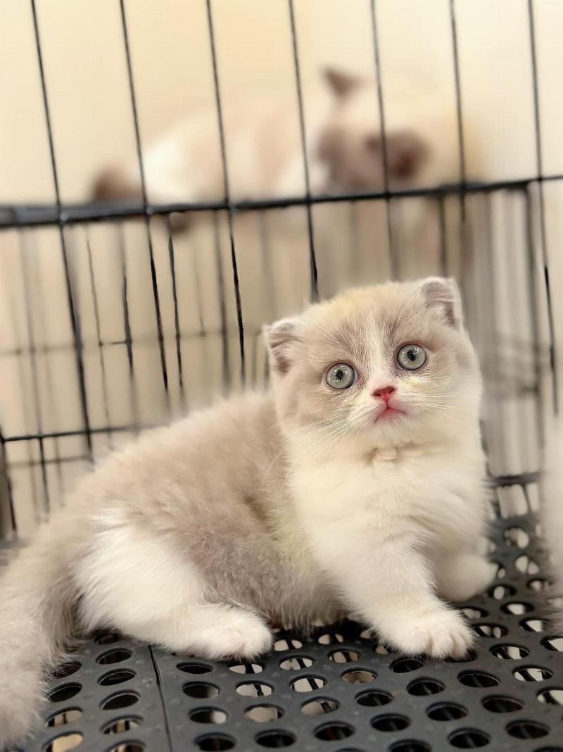 Ảnh mèo Anh lông ngắn đang được chủ chải lông nhẹ nhàng, thể hiện sự gắn kết và tầm quan trọng của việc chăm sóc lông cho giống mèo BSH để có bộ lông đẹp.