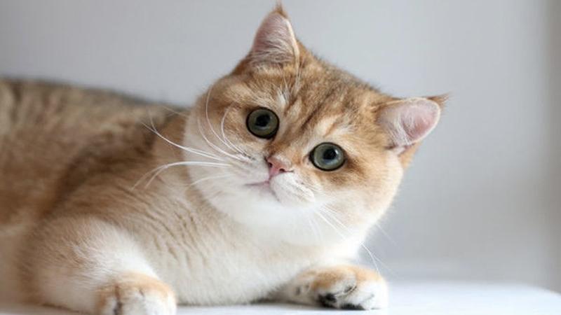 Ảnh mèo Anh lông ngắn với khuôn mặt tròn xoe, đôi mắt to tròn màu vàng đồng đáng yêu, thân hình mũm mĩm đặc trưng của giống mèo này.