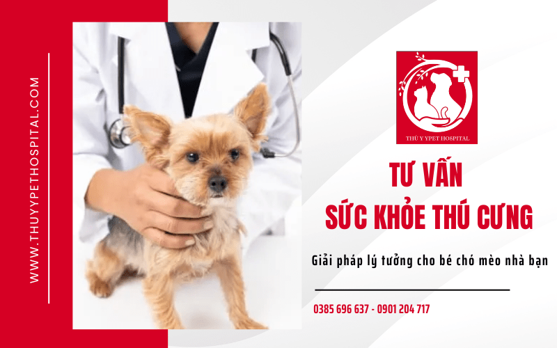 Hình ảnh bác sĩ thú y đang thăm khám hoặc tư vấn cho chủ nuôi về chó cưng, thể hiện sự quan tâm chuyên môn và dịch vụ thú y