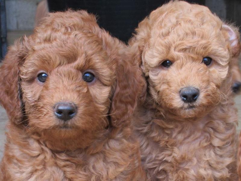 Bảng tổng hợp giá tham khảo của chó Poodle đen dựa trên kích thước và nguồn gốc