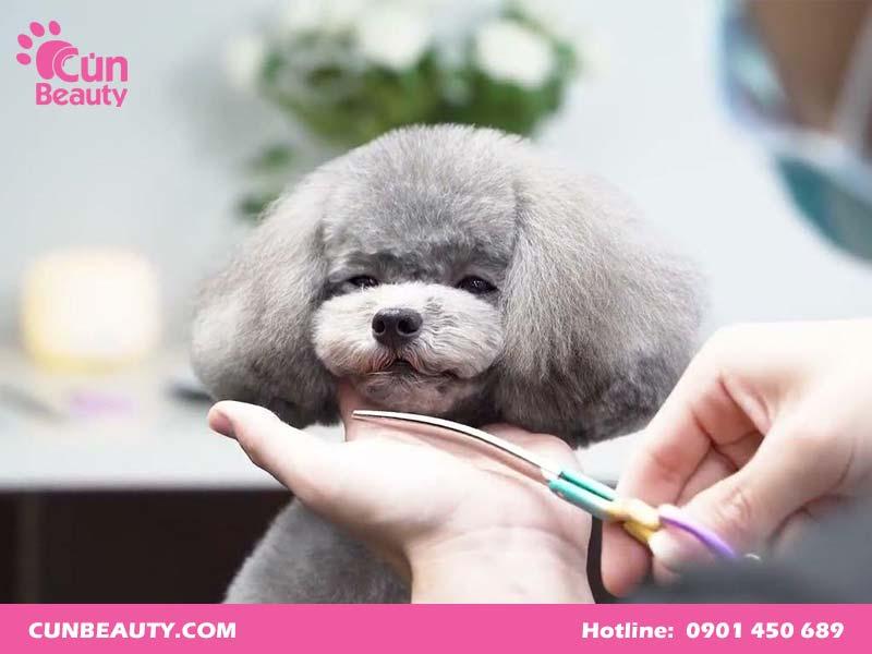 Bộ lông bồng bềnh của chó Phốc Sóc cần được chăm sóc cắt tỉa thường xuyên để giữ gìn sức khỏe và vẻ đẹp