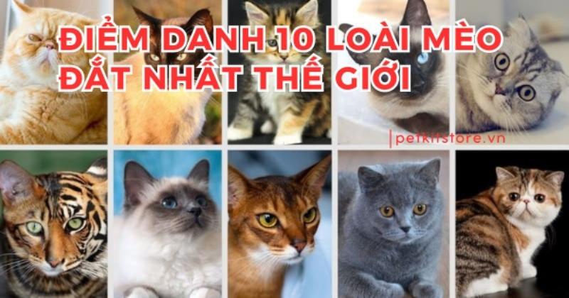 Hình ảnh tổng hợp các giống mèo đắt nhất thế giới như Savannah, Bengal, Sphynx, Khao Manee, thể hiện sự đa dạng về ngoại hình của chúng.