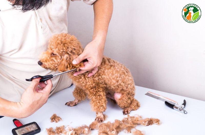 Các kiểu cắt tỉa lông phổ biến cho chó Phốc Sóc như Teddy Bear, Lion Cut, Puppy Cut