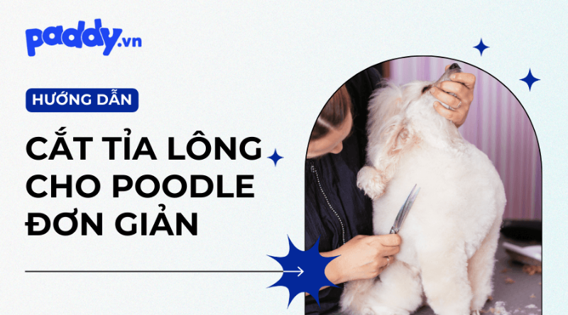 Chú chó Poodle tạo kiểu Lamb Clip với lông thân ngắn, lông chân và đầu dài hơn, trông như chú cừu đáng yêu và thanh lịch