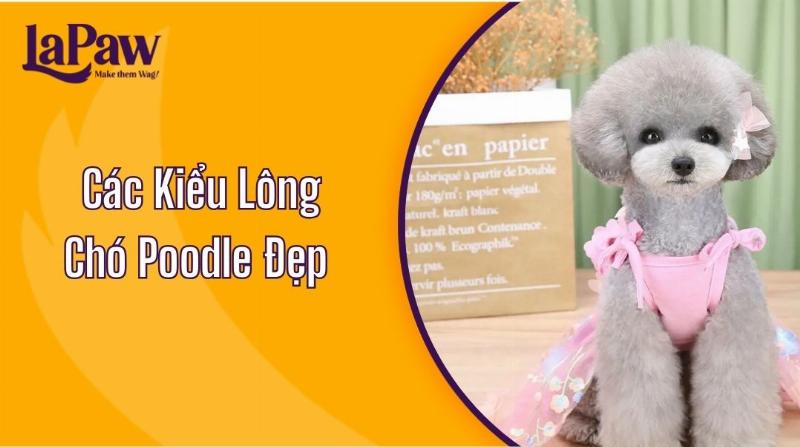 Poodle với kiểu cắt Modern Clip, lông thân ngắn, chân và đầu được tạo kiểu cầu kỳ hơn, thể hiện sự thanh lịch và cá tính