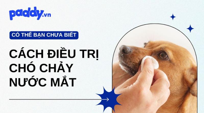 Các loại dịch mắt chó biểu hiện khác nhau khi chó bị chảy nước mắt