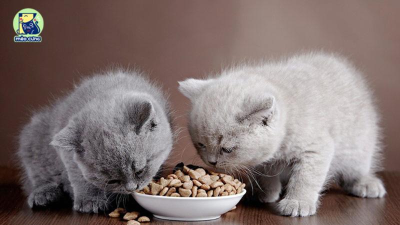 Các loại thức ăn phổ biến cho mèo anh lông ngắn: hạt, pate, thịt tươi, lựa chọn dinh dưỡng