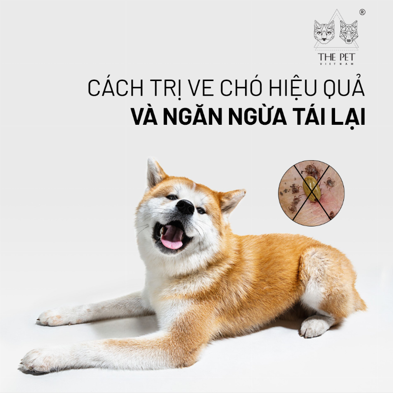Tìm hiểu các phương pháp trị ve chó phổ biến và hiệu quả nhất hiện nay