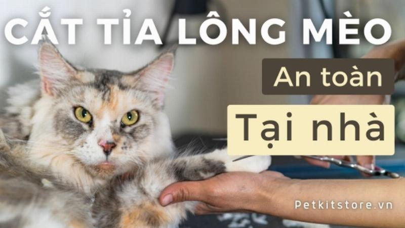 Các vùng nhạy cảm trên cơ thể chó cần chú ý khi cắt tỉa lông, như bàn chân, tai, mắt