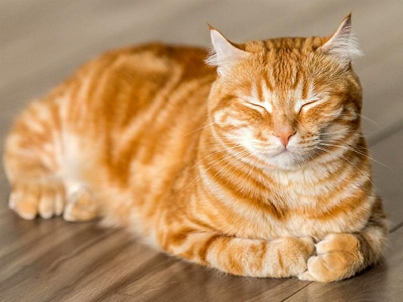 Hình ảnh so sánh các giống mèo trắng mắt xanh phổ biến như Angora, Persian, British Shorthair, minh họa sự khác biệt về ngoại hình