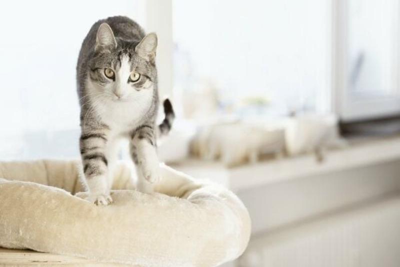 Giải thích cách mèo nhào bột bằng chân trước và co duỗi móng