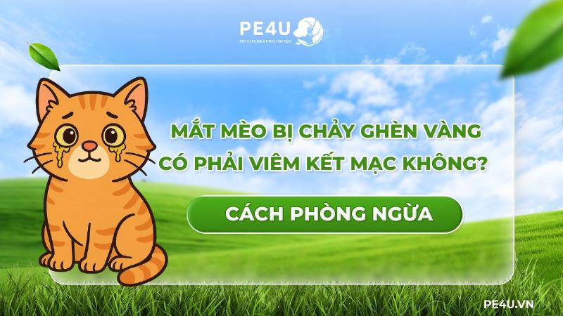 Hình minh họa cách vệ sinh mắt mèo bị đổ ghèn bằng bông gòn và nước muối sinh lý an toàn tại nhà