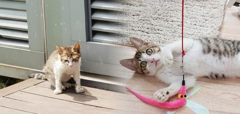 Câu chuyện từ cộng đồng nuôi mèo, hình ảnh minh họa một chú mèo khỏe mạnh sau khi được chăm sóc đúng cách