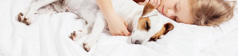 Minh họa các câu hỏi thường gặp về việc nên cho chó con uống sữa gì