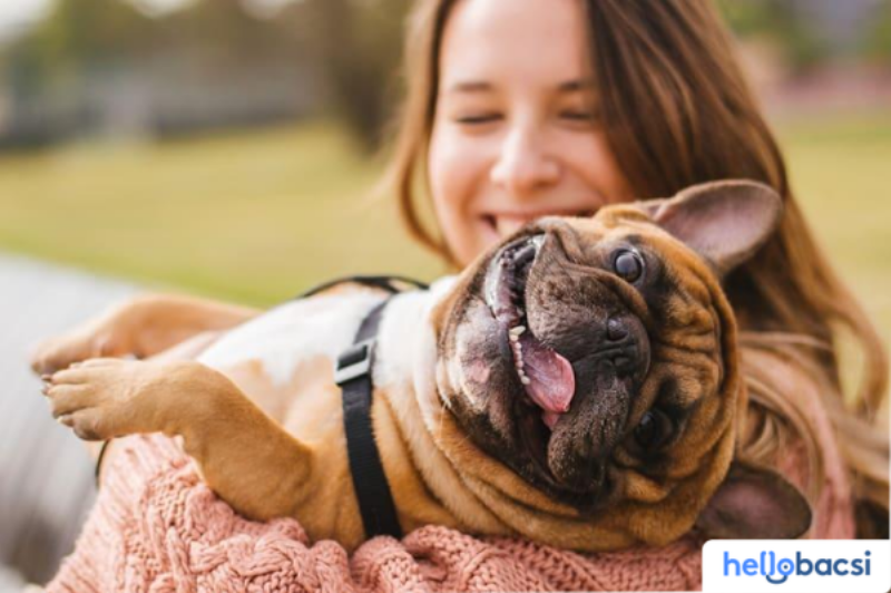 Hình ảnh người chủ đang chải lông cho mèo giúp giảm rụng lông và allergen trong nhà
