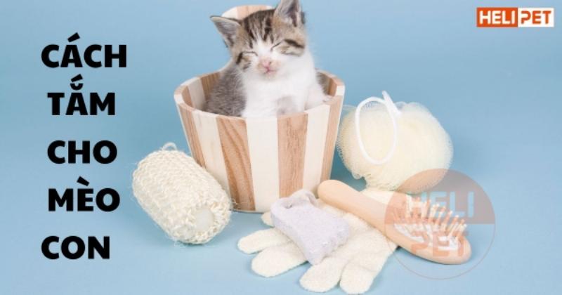 Một người chủ đang nhẹ nhàng tắm cho chú chó bằng dầu gội chuyên dụng cho da nhạy cảm hoặc đang bôi thuốc cho chó