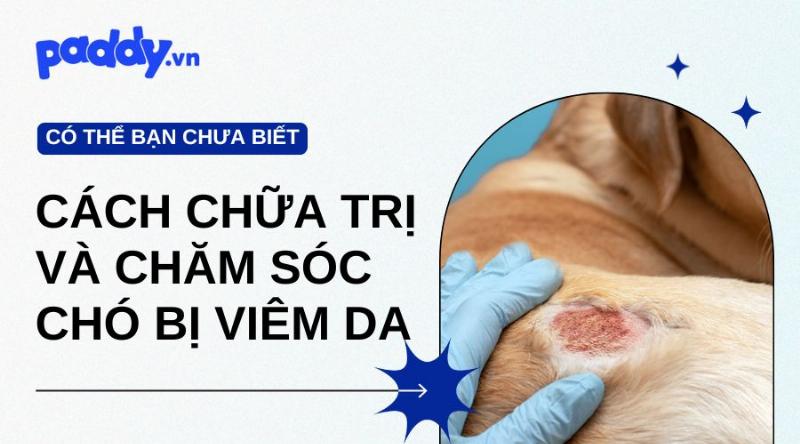 Chăm sóc da lông cho chó bị viêm da, kết hợp chế độ ăn và vệ sinh