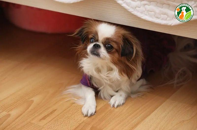 Hướng dẫn chăm sóc bộ lông dài cho chó Nhật lai Bắc Kinh tại nhà