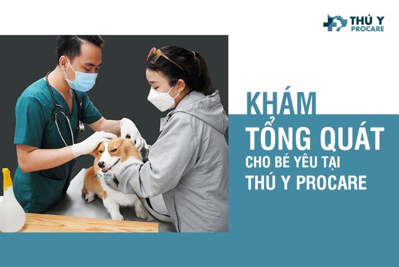 Hình ảnh mèo đang được truyền dịch tại phòng khám thú y