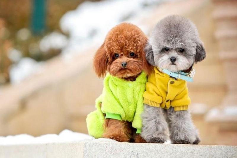 Một chú Poodle lớn tuổi được chủ âu yếm hoặc bế, thể hiện sự quan tâm và chăm sóc đặc biệt cho chó già, giúp poodle sống được bao lâu và chất lượng hơn khi về già
