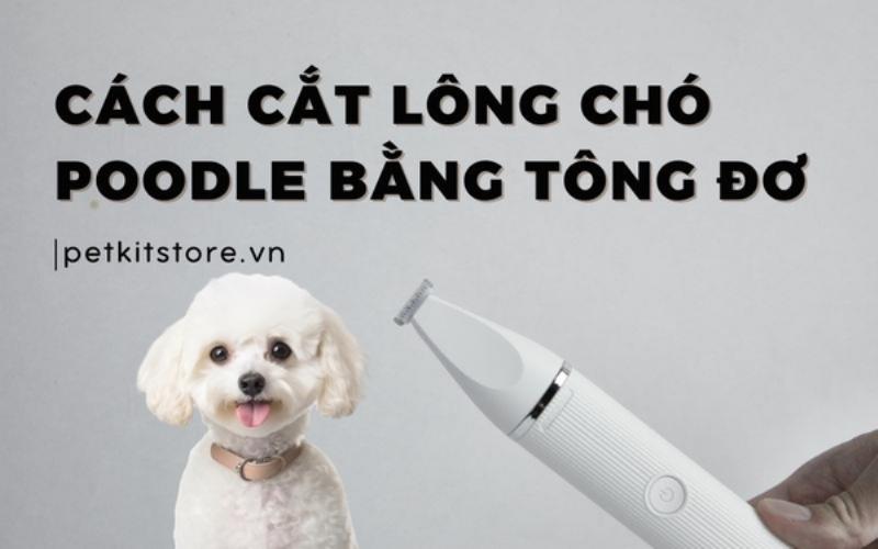 Hình ảnh một người chủ đang nhẹ nhàng kiểm tra tai cho chú chó Poodle của mình tại nhà, sử dụng đèn pin nhỏ hoặc nhìn kỹ. Thể hiện sự quan tâm, chăm sóc định kỳ. Bối cảnh trong nhà, thoải mái.