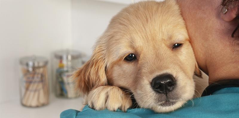 Chú Poodle đang ăn thức ăn chất lượng cao, biểu thị chế độ dinh dưỡng tốt góp phần vào việc poodle sống được bao lâu