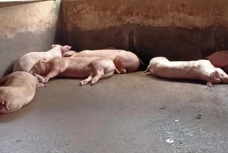 Biểu đồ minh họa so sánh chi phí đầu tư vacxin dịch tả lợn cổ điển và chi phí thiệt hại do dịch bệnh.