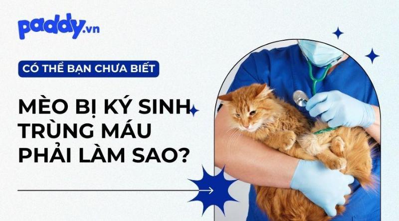 Hình ảnh chú chó đang ăn thức ăn giàu dinh dưỡng để phục hồi sức khỏe sau khi điều trị nhiễm ký sinh trùng máu