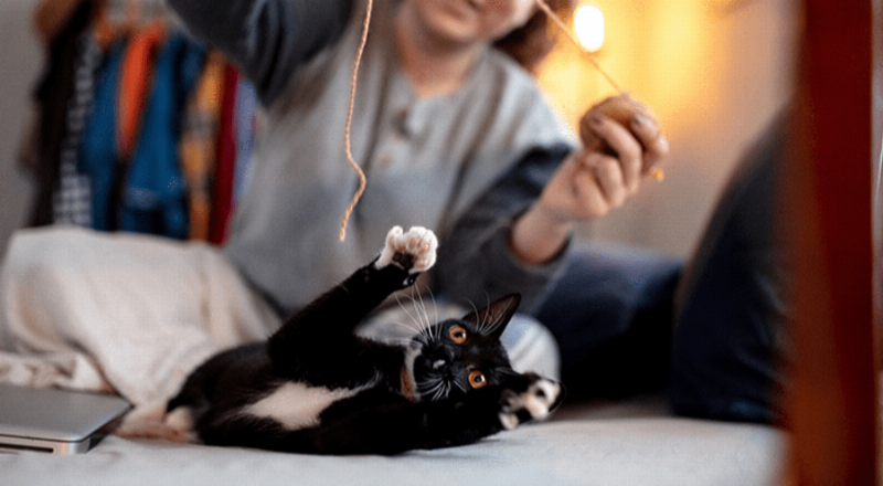 Hình ảnh chú chó đang tương tác với đồ chơi puzzle feeder