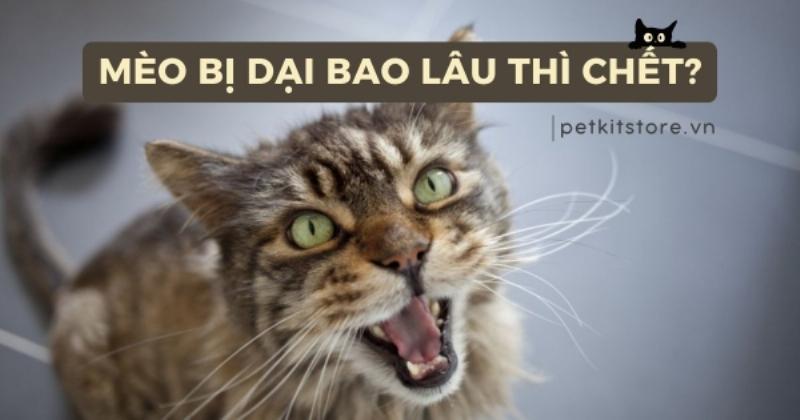 Hình ảnh minh họa một chú chó trông có vẻ bồn chồn, lo lắng, thể hiện sự thay đổi hành vi sớm trong giai đoạn khởi phát của bệnh dại.