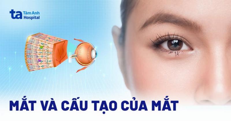 Hinh anh cho con dang tap he mo mat nhin mo xung quanh