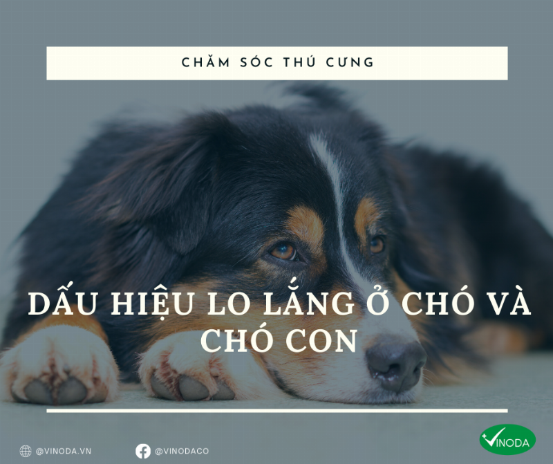 Chú chó con đang run rẩy và thể hiện sự sợ hãi khi tiếp xúc với nước trong bồn tắm nhỏ