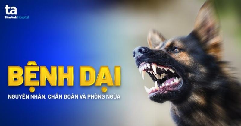 Một chú chó đang được truyền dịch tĩnh mạch tại phòng khám thú y, một phần quan trọng trong điều trị chó bị nhiễm trùng máu.