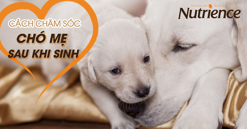 Chó khỏe mạnh, vui vẻ sau khi được bổ sung máu đúng cách