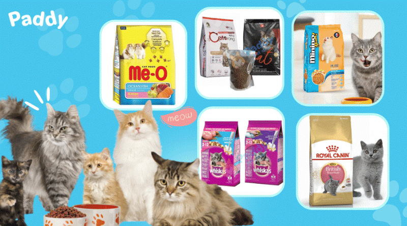 Cho mèo ăn thức ăn mềm dễ tiêu hóa khi bị bệnh