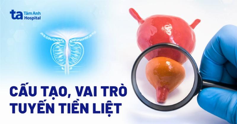 Hình ảnh chó bị nhiễm ve nặng, da bị tổn thương, minh họa tình trạng cần điều trị khẩn cấp bằng thuốc trị ve chó tận gốc.