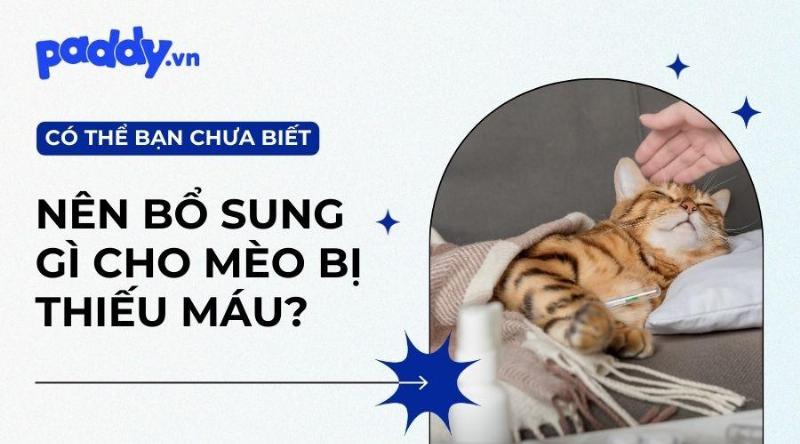 Dấu hiệu chó thiếu máu: nướu nhạt màu, mệt mỏi, cách bổ sung máu cho chó