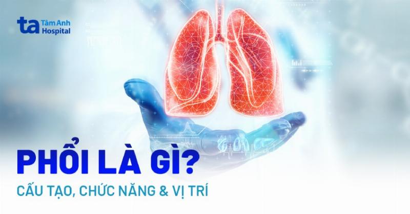 Hình ảnh một chú chó đang nằm trong lồng oxy tại phòng khám thú y.